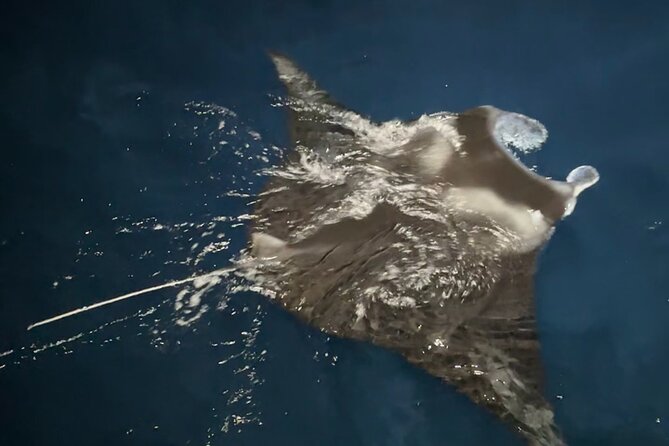 Big Island: Manta Ray Night Snorkeling Adventure in Kailua-Kona - Manta Ray Night Snorkeling Off Kona: What the Experience Actually Feels Like