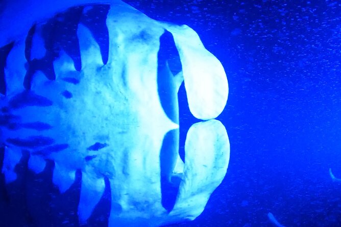 Big Island: Manta Ray Night Snorkeling Adventure in Kailua-Kona - Gear and Comfort: Wetsuit Tops, Snacks, Washrooms, and What You Should Bring