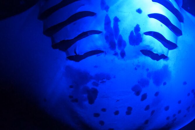 Big Island: Manta Ray Night Snorkeling Adventure in Kailua-Kona - Sea Sickness and the Choppy Boat Factor: How to Reduce the Odds of a Bad Evening