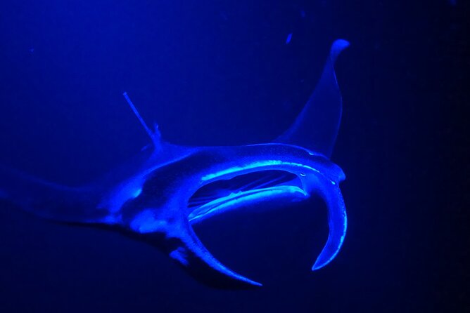 Big Island: Manta Ray Night Snorkeling Adventure in Kailua-Kona - Wildlife Bonus Moments: Dolphins, Whales, and How Often the Ocean Adds Extras