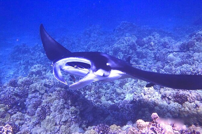 Big Island: Manta Ray Night Snorkeling Adventure in Kailua-Kona - Who This Tour Is For, and Who Might Want Another Option