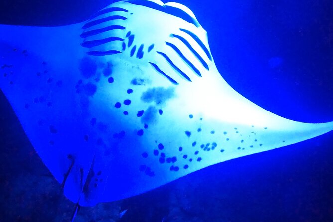 Big Island: Manta Ray Night Snorkeling Adventure in Kailua-Kona - Price and Value: Is $75 a Fair Deal for a Night With Mantas?