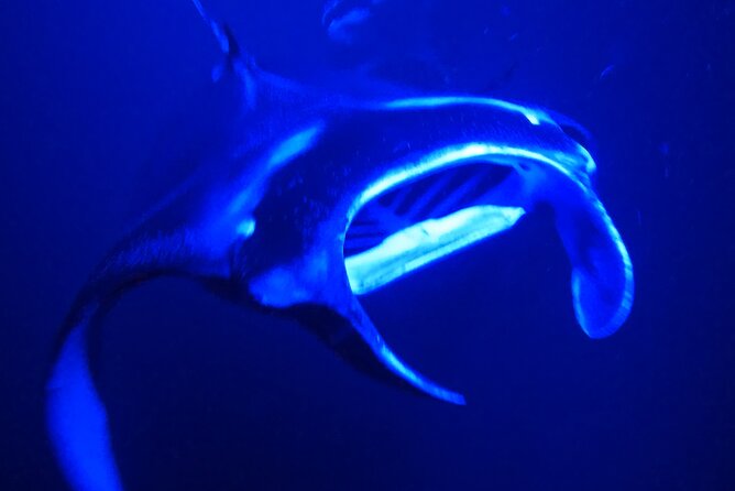 Big Island: Manta Ray Night Snorkeling Adventure in Kailua-Kona - What Happens When You Jump In: Lights, Rafts, and the Feeding Site Swim