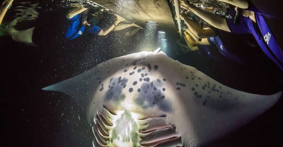 Big Island: Night Swim with Manta Ray with Hot Chocolate - Key things I’d circle on the booking page