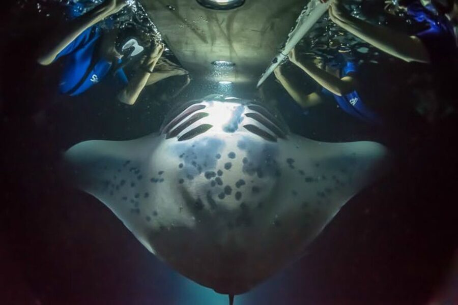 Big Island: Night Swim with Manta Ray with Hot Chocolate - Where you go in Kona, and why the night matters