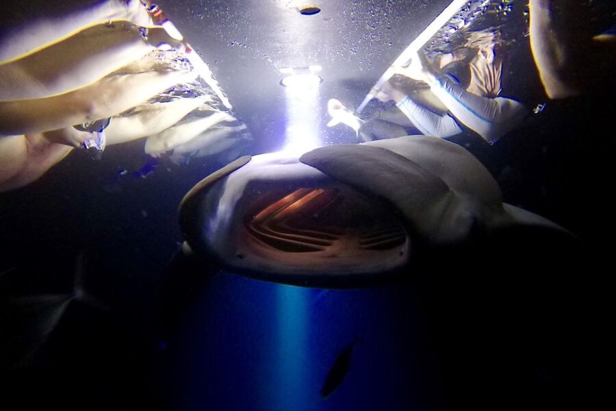 Big Island: Night Swim with Manta Ray with Hot Chocolate - What actually happens under the blue lights