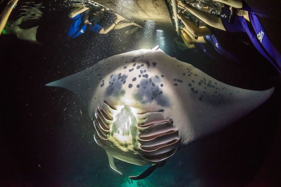 Big Island: Night Swim with Manta Ray with Hot Chocolate - Your gear and setup: less guesswork, more time watching