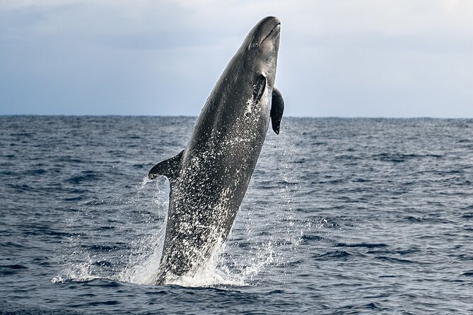 Big Island: Pelagic Whale Watch Tour - Key things that make this tour work