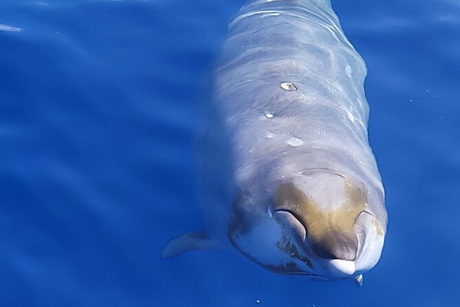 Big Island: Pelagic Whale Watch Tour - From Honokohau Harbor to your first wildlife scan