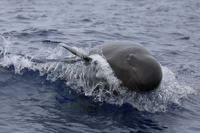 Big Island: Pelagic Whale Watch Tour - Value at $129: what you’re paying for