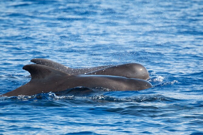 Big Island: Pelagic Whale Watch Tour - Who should book, and when should you go
