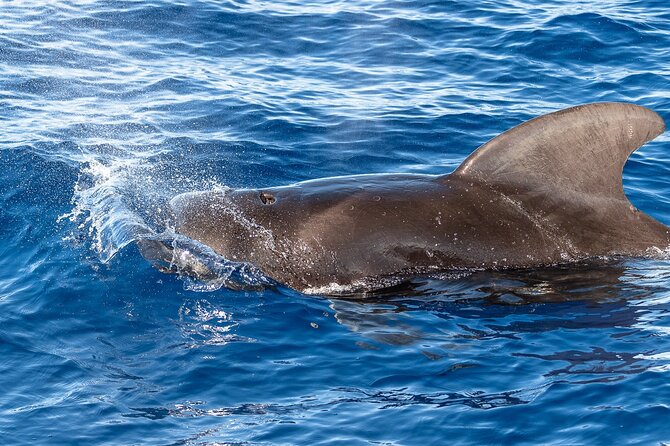 Big Island: Pelagic Whale Watch Tour - Should you book this Pelagic Whale Watch Tour?