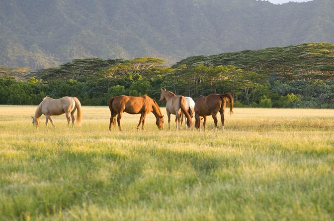 Big Island Waterfalls Tour with Swimming and Botanical Garden - Key things I’d circle before booking