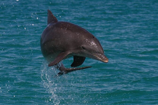 Biologist Owned & Operated: Dolphin Watching & Guided Snorkeling - Key highlights to clock before you book
