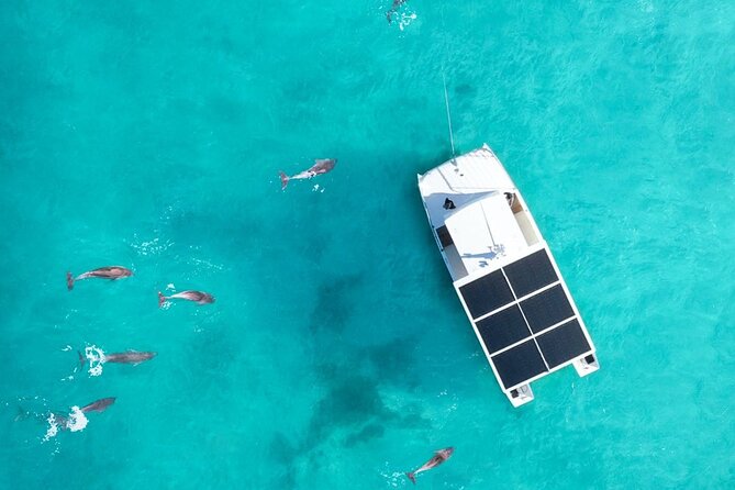 Biologist Owned & Operated: Dolphin Watching & Guided Snorkeling - Entering the Key West day: SQUID boarding, timing, and a calm boat