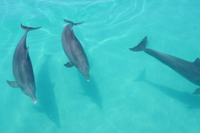 Biologist Owned & Operated: Dolphin Watching & Guided Snorkeling - Price and value: is $143.05 per person worth it?