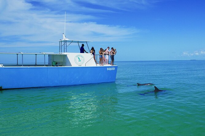 Biologist Owned & Operated: Dolphin Watching & Guided Snorkeling - Should you book Honest Eco’s dolphin watching and guided snorkeling?