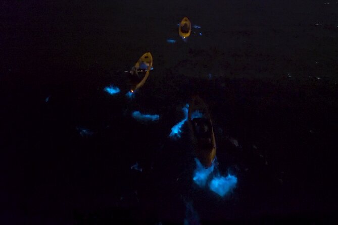 Bioluminescence Kayak Tour - What the Guides Do So You Actually See the Glow