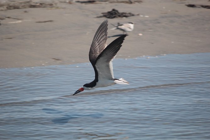 Birding By Boat on the Osprey - Getting On the Water at 1212 Wilson Dr, Cape May