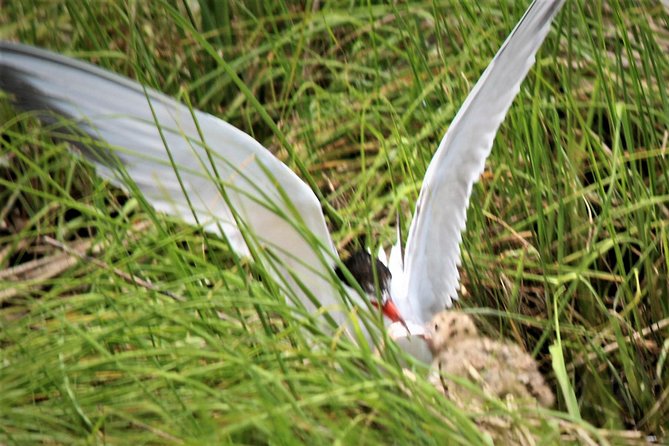 Birding By Boat on the Osprey - Birding Targets: Ospreys, Eagles, Herons, and Shorebirds