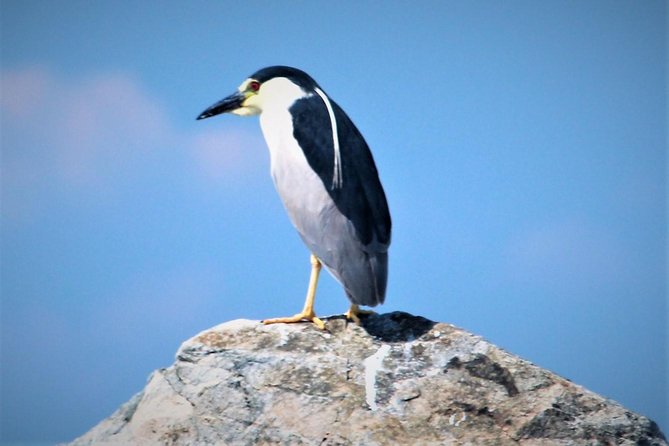 Birding By Boat on the Osprey - Binoculars Onboard and a Smarter Way to Watch