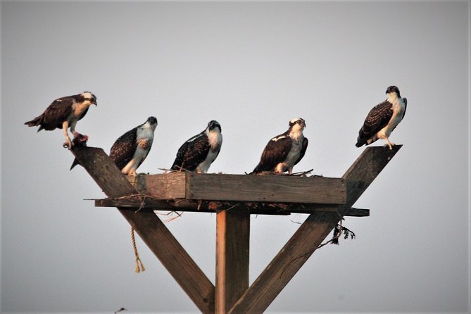 Birding By Boat on the Osprey - Weekend Trips Sponsored by the Cape May Bird Observatory