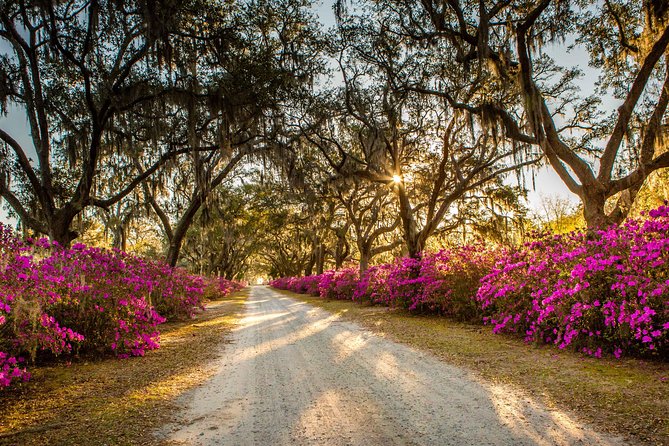 Bonaventure Cemetery & Wormsloe State Historic Site Tour - What the schedule feels like in real time