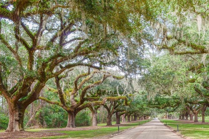 Boone Hall Plantation All-Access Admission Ticket - Garden Tour, Color Showcase, and Wildlife Viewing Breaks