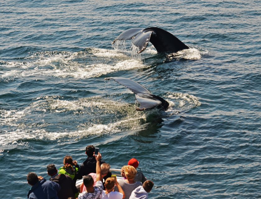 Boston: City Cruises Whale Watching Cruise - So, should you book this Boston whale watching cruise?