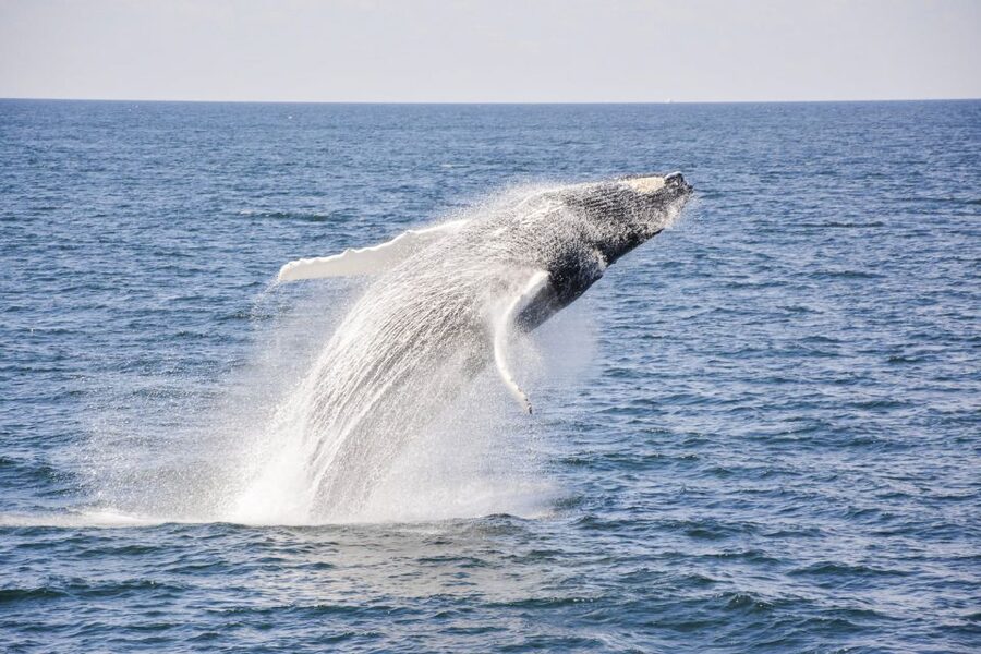 Boston: City Cruises Whale Watching Cruise - How New England Aquarium naturalists guide your whale spotting