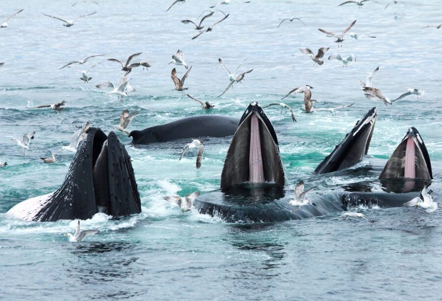 Boston: City Cruises Whale Watching Cruise - Boat comfort and viewing deck strategy