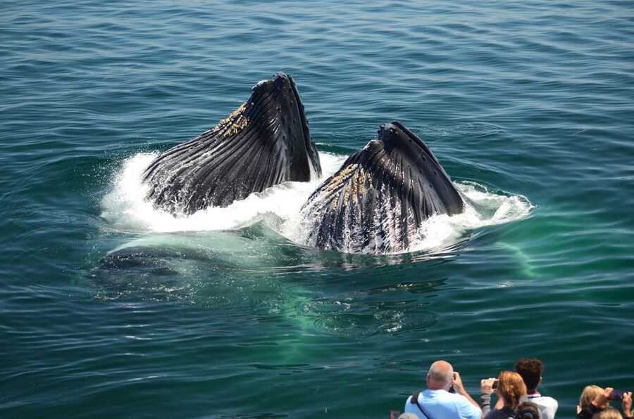 Boston: City Cruises Whale Watching Cruise - Photos, binoculars, and what to bring from shore