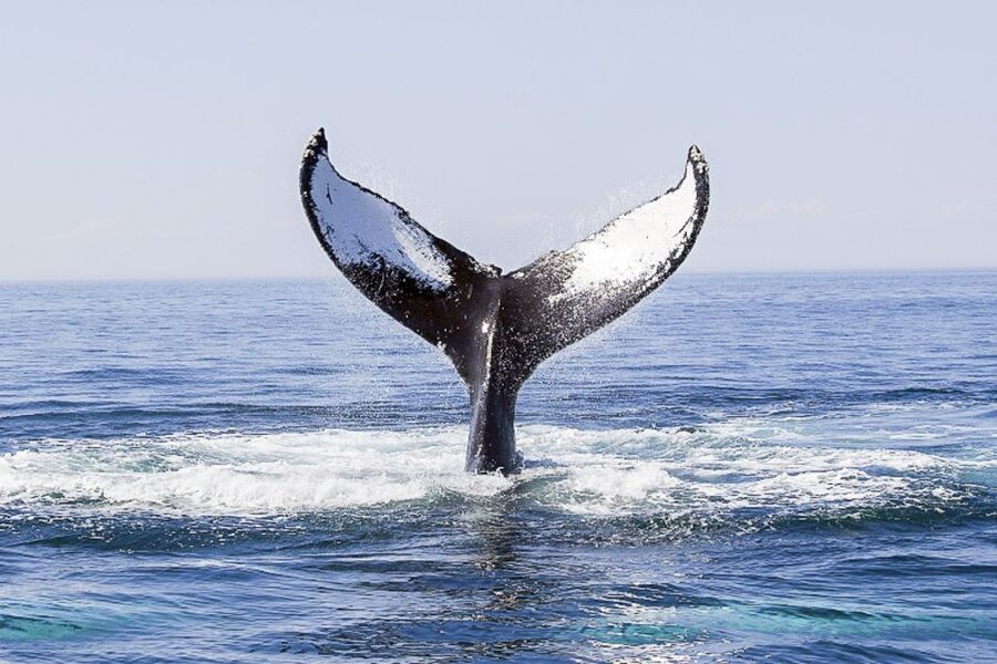 Boston: City Cruises Whale Watching Cruise - Snacks and drinks on board: what the $85 covers