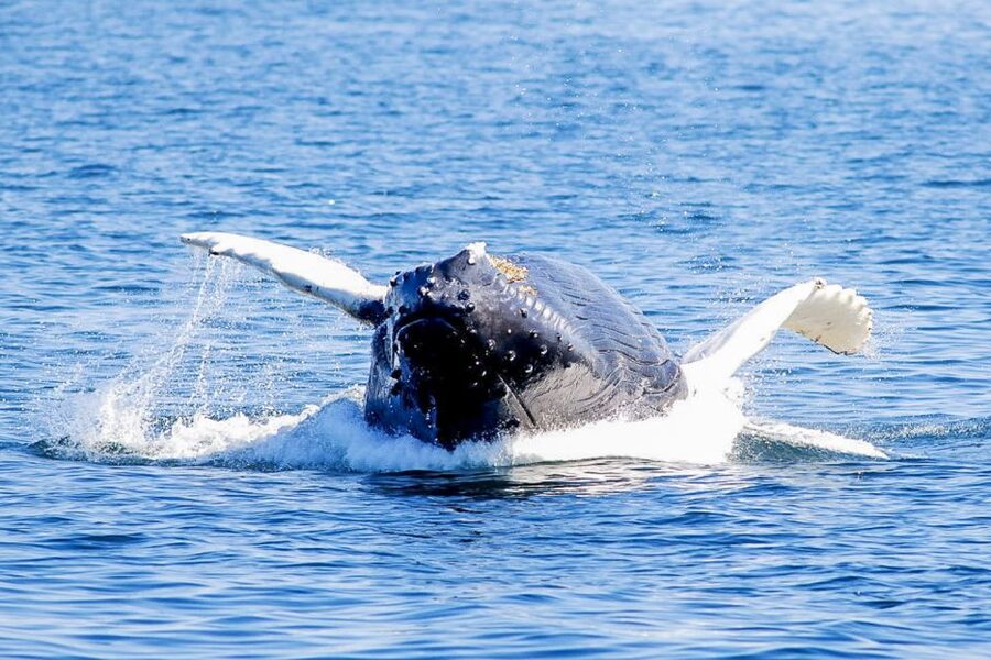 Boston: City Cruises Whale Watching Cruise - Who should book this Boston whale watch?