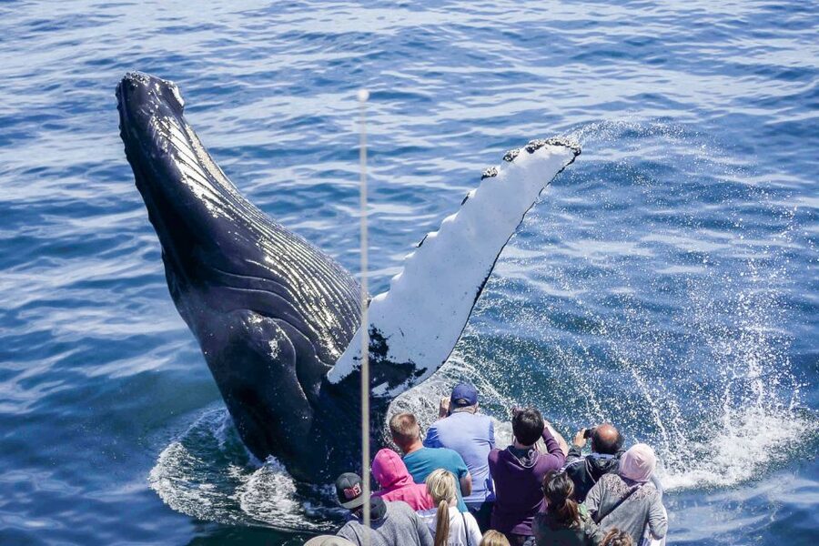 Boston: City Cruises Whale Watching Cruise - High-speed ride through Boston Harbor islands