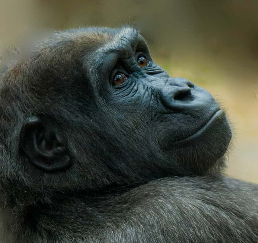 Boston: Franklin Park Zoo Entry Ticket - Key reasons Franklin Park Zoo ticket feels worth it