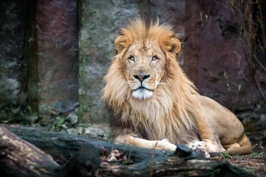 Boston: Franklin Park Zoo Entry Ticket - Franklin Park Zoo ticket value: $24 for a full day of animal variety