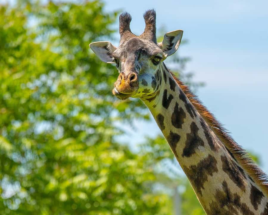 Boston: Franklin Park Zoo Entry Ticket - Tropical Forest: your year-round stop for gorillas, lemurs, birds, and pygmy hippos