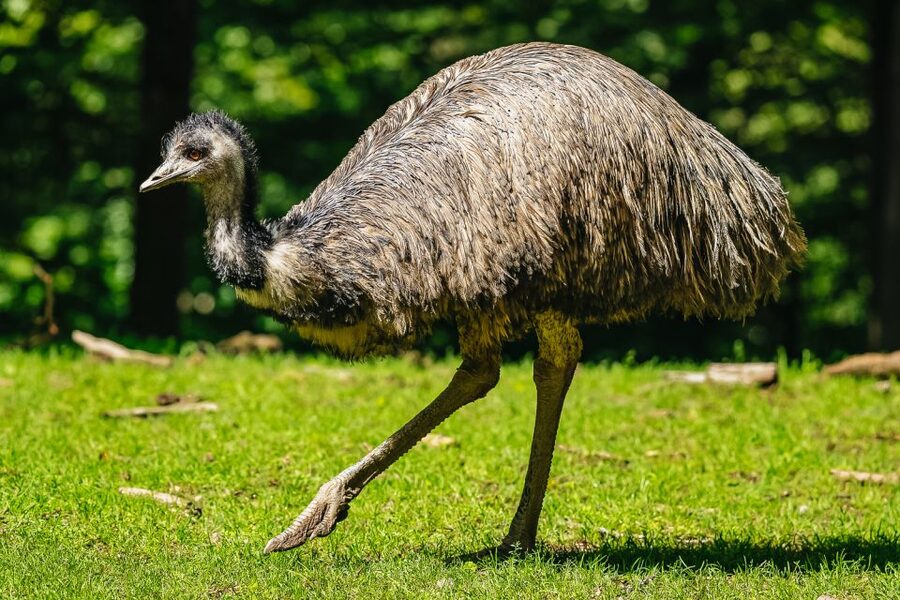 Boston: Franklin Park Zoo Entry Ticket - Outback Trail: kangaroos, kiwis, wallabies, and other surprises