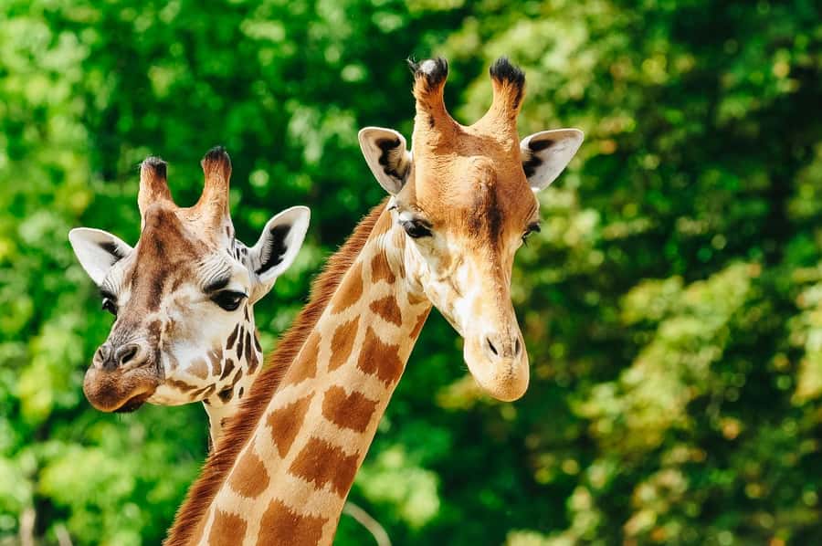 Boston: Franklin Park Zoo Entry Ticket - Food, breaks, and comfort: plan for snacks even without a meal plan