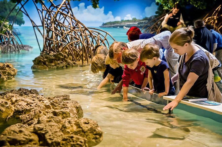 Boston: New England Aquarium Entry + Optional Simons Theatre - Price and Value for a $39 Aquarium Day Plus Optional Film