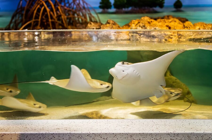 Boston: New England Aquarium Entry + Optional Simons Theatre - Coral Reef Centers and Indo-Pacific Tanks: More Than One Ocean