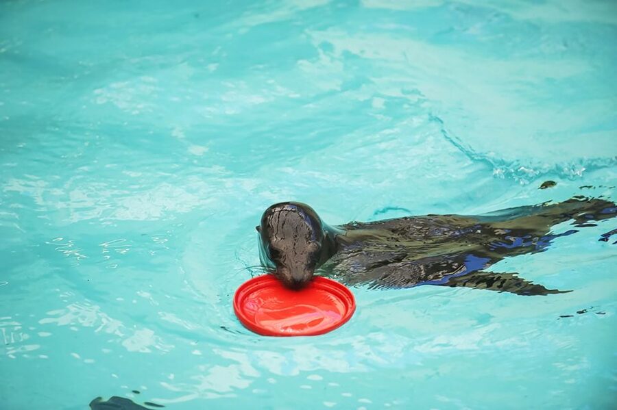 Boston: New England Aquarium Entry + Optional Simons Theatre - Seals and Sea Lions: Training Sessions in the Front Plaza