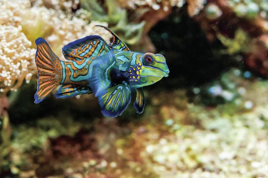 Boston: New England Aquarium Entry + Optional Simons Theatre - Amazon Rainforest Exhibits: Piranhas and Anacondas