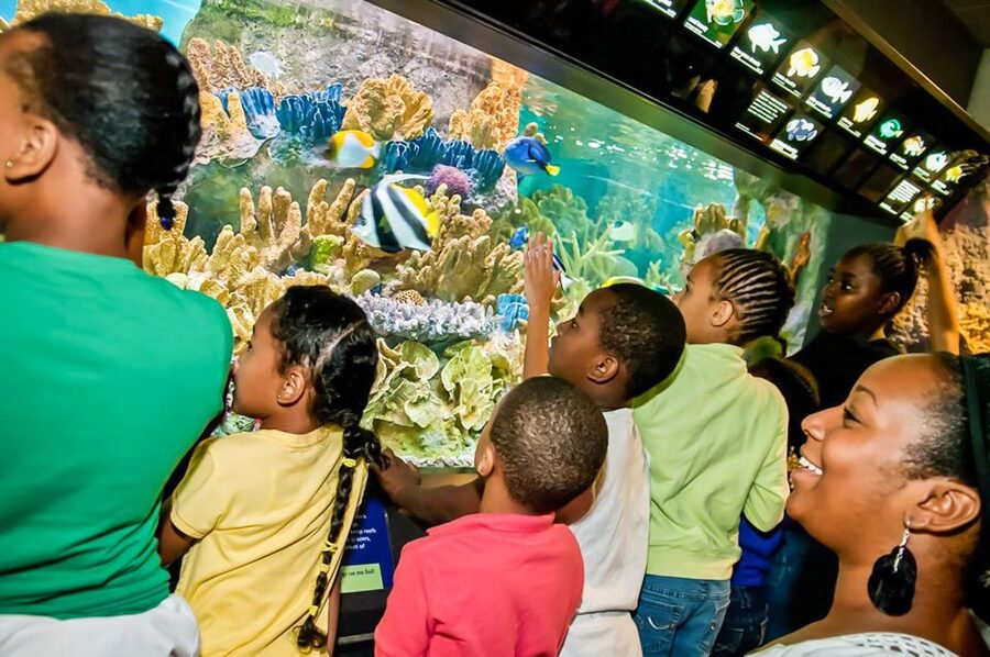 Boston: New England Aquarium Entry + Optional Simons Theatre - Simons Theatre Combo: Pick Your 45-Minute Ocean Film at Will-Call