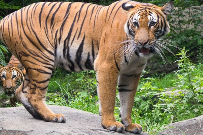 Bronx Zoo Admission Ticket - Your Best Entry Start: Using the Southern Boulevard Entrance for Strollers