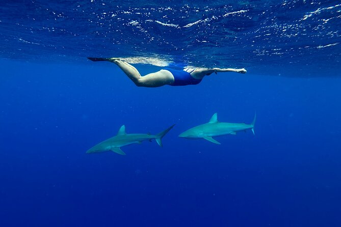 Cage-Free Shark Swim from Oahu - Stop 2: Back to Haleiwa, With Memories Captured for You