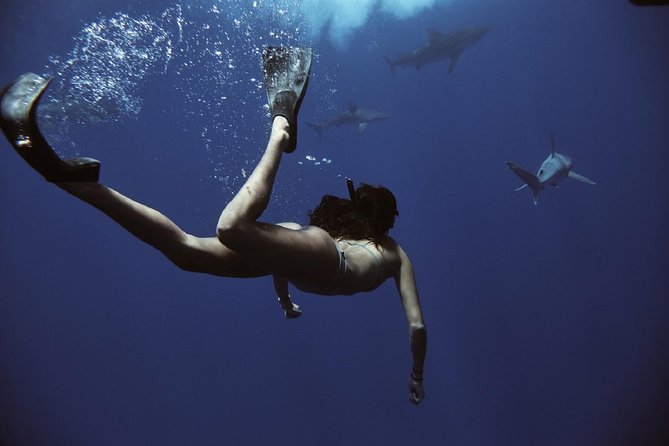 Cage-Free Shark Swim from Oahu - Group Size, Timing, and Why Scheduling Matters