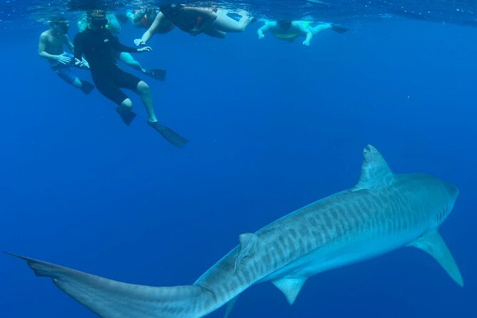 Cage-Free Shark Swim from Oahu - Value Check: Is $135 Worth It?