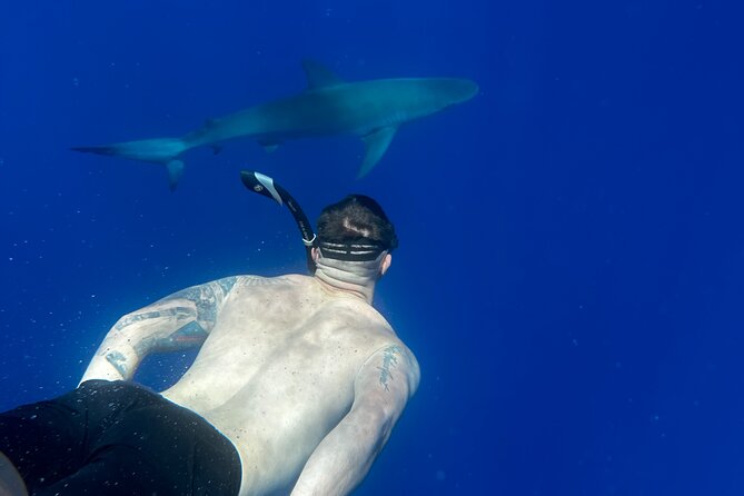 Cage-Free Shark Swim from Oahu - What to Pack and How to Keep It Comfortable